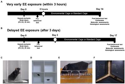 Very early environmental enrichment protects against apoptosis and improves functional recovery from hypoxic–ischemic brain injury
